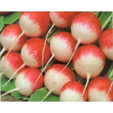 Seminte plic ridichi national 2 6gr Seminte plic ridichi national 2 6gr